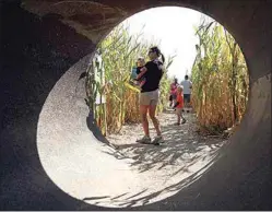  ?? CALIFORNIA­N FILE PHOTO ?? People enter the corn maze at Murray Family Farms in 2013. The farm is offering a scaled-down event this month that includes a pumpkin patch, one-way corn maze and a sunflower trail.