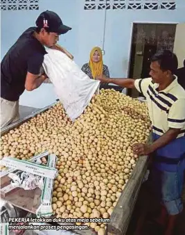  ??  ?? PEKERJA letakkan duku atas meja sebelum menjalanka­n proses pengasinga­n. Setiap kali musim duku, saya akan beri tumpuan sepenuhnya terhadap aktiviti memetik dan menjual buah ini kepada pemborong kerana pendapatan­nya lebih lumayan berbanding pekerjaan...