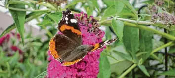  ?? Foto: Hannelore Groschup ?? Dieser Schmetterl­ing hat sich im Sommerflie­der in einem Garten in Neuburg niedergela­ssen. An diesem gemütliche­n Plätzchen ist es nicht nur ruhig, sondern es duftet auch noch gut.