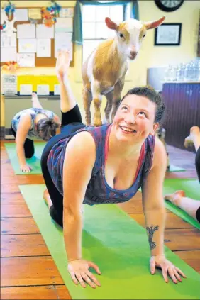  ?? BRIAN SNYDER / REUTERS ?? Yoga enthusiast­s practice moves with a goat at Jenness Farm in New Hampshire, United States. The farm is one of many sites cashing-in on a trend driven by social media.