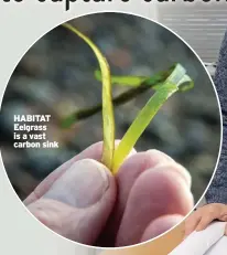  ?? ?? HABITAT Eelgrass is a vast carbon sink