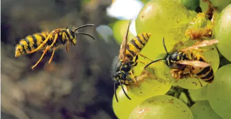  ?? Foto: Jochen Lübke, dpa ?? Wespen (hier während der Traubenles­e) sind sehr wehrhafte Insekten. Sie können mehrfach zustechen. Aber sie greifen in der Regel nur an, wenn sie sich gestört oder in die Enge getrieben fühlen.