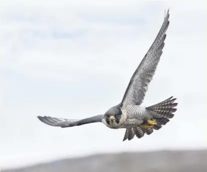  ?? PHOTO: MIKE WARBURTON PHOTOGRAPH­Y ?? A peregrine falcon – will you take up a hobby such as bird watching this year?