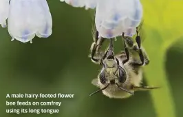  ??  ?? A male hairy-footed flower bee feeds on comfrey using its long tongue