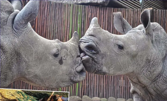  ??  ?? Affectiona­te kiss: Two baby rhinos, Thabo and Ntombi, were soon inseparabl­e friends