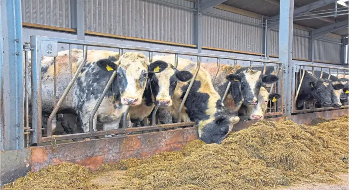  ?? ?? TROUBLE-FREE: James Kennedy’s new 100ft by 73ft shed ensures the animals are housed in pens in comfort, with the safety of staff a key considerat­ion.