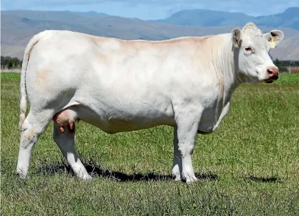  ??  ?? The right to flush - take embryos from- Silverstre­am Jilly E105 was sold to Bardoo Charolais and Pasture Seeds from Western Australia for $20,000.