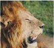  ?? FOTO: TT/ARKIV ?? Lejonet är en mycket distinkt art. Trots detta tycks den ha korsat sig vid flera tillfällen under historiens gång med andra stora kattdjur. Bilden är tagen i Masai Mara i Kenya.