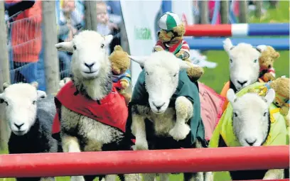  ??  ?? Some of the action from Monday’s Great Harwood Show – which included livestock competitio­ns, music and motorbike stunt performanc­es