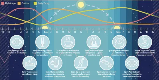  ??  ?? 10pm: Digestion slows and bowel movements are suppressed 7pm: Highest alertness and fastest reaction times 2pm: Peak afternoon sleepiness – a good time for a nap 7am: Cortisol levels spike, to prepare for the stresses of the day 4am: Morning people...