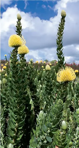  ??  ?? [2]
• Podem ser usadas em buquês, arranjos, ramalhetes e cestas
• Após o corte, a proteia dura em torno de 15 dias
• Foram catalogado­s mais de 60 gêneros e 1.400 espécies de plantas do Hemisfério Sul
• É uma espécie que gosta muito de sol
• Pode ser encontrada no mercado de agosto a dezembro