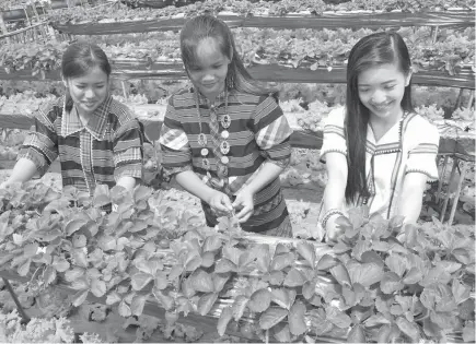  ?? SSB photo ?? P100 MILLION INDUSTRY. Tourism students pick fresh strawberri­es at Benguet State University owned agricultur­al land in La Trinmdad, Benguet. With La Trinidad eyeing stronger farm tourism program, the strawberry farm and by product industry is set to benefit.