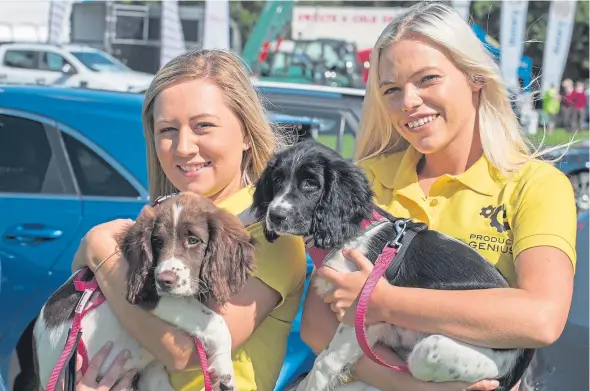  ?? Picture: Angus Findlay. ?? Springer spaniel puppies Dixie and Bell with admirers Amy Blyth and Sophie Weir at the show.