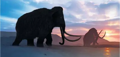  ??  ?? Das Wollhaarma­mmut, das die arktische Tundra bewohnte, starb vor rund 4000 Jahren aus. Forscher der Harvard University wollen in zwei Jahren einen hybriden Mammutembr­yo herstellen.