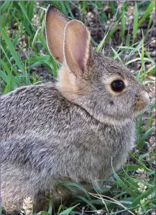  ??  ?? A young Rabbit, an Easter Bunny.