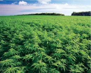  ??  ?? Una piantagion­e di cannabis nella zona di Scutari. In Albania ne sono state mappate ben 1.200.