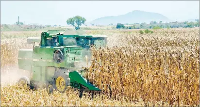  ?? Foto Notimex ?? Dos terceras partes de la importació­n de granos de México correspond­e al maíz.
