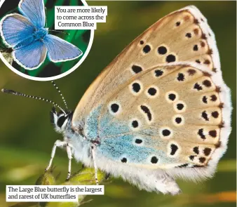  ??  ?? The Large Blue butterfly is the largest and rarest of UK butterflie­s
