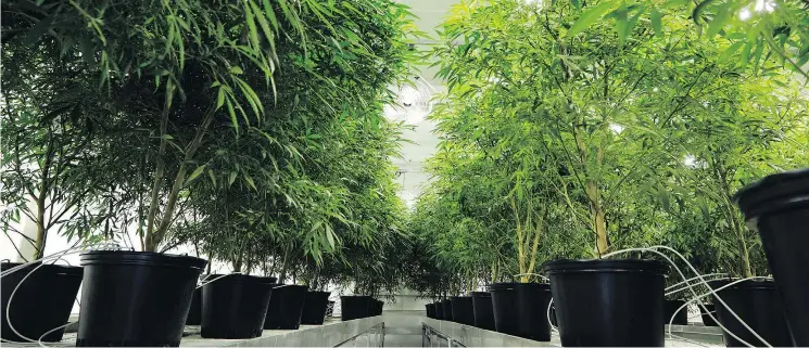  ?? — DARREN BROWN ?? Although it will take time for the rules to change after marijuana’s legalizati­on, companies are already anticipati­ng what types of products they could develop.