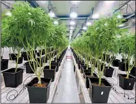  ?? AP/MATILDE CAMPODONIC­O ?? Marijuana plants are grown in a clean room at the Fotmer SA facilities, an enterprise that produces cannabis for medical use, in Montevideo, Uruguay.