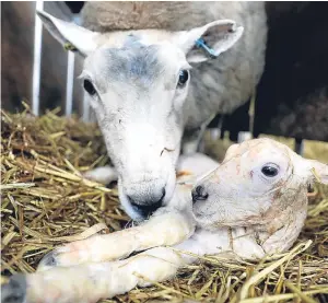  ?? Picture: Getty Images ?? Farmers are within their rights to shoot dogs seen worrying sheep.