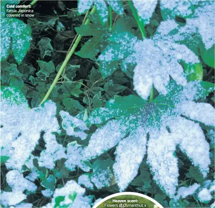  ??  ?? Cold comfort: Fatsia Japonica covered in snow