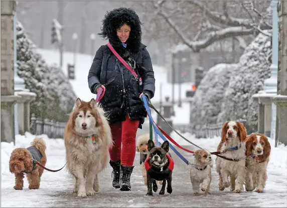  ?? MATT STONE — BOSTON HERALD ?? Kelley Peace, of Peace and Paws, walks a group of dogs through the Public Garden on Thursday.