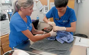  ??  ?? SPCA Wellington found seven pigeons with Christmas decoration­s attached to their bodies. The items were removed at the animal hospital where the birds were given a full vet-check and then released back to the private property.