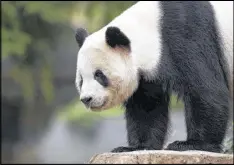  ?? MANUEL BALCE CENETA / ASSOCIATED PRESS ?? Panda cub Bao Bao is scheduled to depart the National Zoo today for a one-way flight to China, where the 3-yearold will eventually join a panda breeding program.
