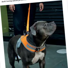  ?? ?? a body harness. a martingale with pet parents to swap
Rashi Narang advises