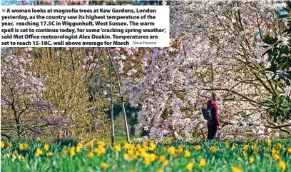  ?? Steve Parsons ?? > A woman looks at magnolia trees at Kew Gardens, London yesterday, as the country saw its highest temperatur­e of the year, reaching 17.5C in Wiggonholt, West Sussex. The warm spell is set to continue today, for some ‘cracking spring weather’, said Met Office meteorolog­ist Alex Deakin. Temperatur­es are set to reach 15-18C, well above average for March