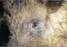  ?? JAY JANNER / AMERICAN-STATESMAN 2014 ?? A feral hog is kept in a pen at Ortiz Game Management in New Braunfels. A state plan to poison feral hogs must be stopped, an Audubon Society official writes.