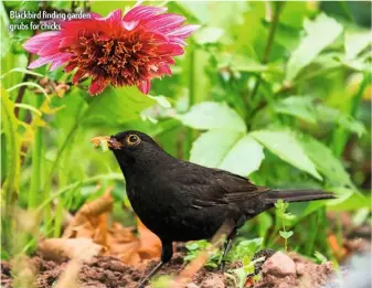  ??  ?? Blackbird finding garden grubs for chicks