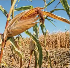  ?? Foto: Julian Stratensch­ulte, dpa ?? Vielerorts ist der Mais auf den Äckern vertrockne­t. Im Landkreis scheinen die Bauern mit ihrem Ernteertra­g noch Glück gehabt zu haben.