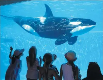  ?? Don Bartletti
Los Angeles Times ?? SEAWORLD is still reeling from the 2013 documentar­y “Blackfish,” which accused the company of mistreatin­g killer whales. The backlash damaged SeaWorld’s attendance, earnings and stock price.