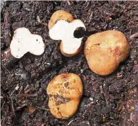 ??  ?? The truffles identified as tuber lannaense.