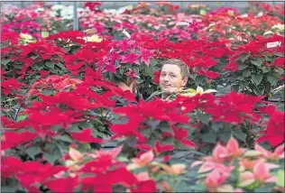  ??  ?? Thomas Walker holds up a pink poinsettia at the Meynell Langley Gardens, a family run business in Derbyshire, which is gearing up for the Christmas season