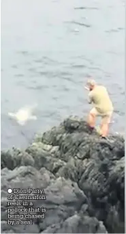  ??  ?? Dion Parry, of Caernarfon reels in a pollock that is being chased by a seal