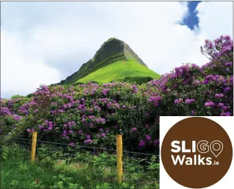  ?? Pic: ?? View of Ben Bulben from the nearby forest walk. Margaret Barber.