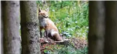  ?? Symbolfoto: Alexander Kaya ?? Der Fuchs schaut possierlic­h aus, doch Besitzer von Kleintiere­n fürchten ihn wegen seiner Beutezüge.