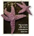  ??  ?? The purple sea star is a keystone
species.