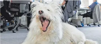  ?? FOTO: UWE ANSPACH/DPA ?? Mundgeruch? Faulige Atemluft bei Hunden sollten Halter immer beim Tierarzt abklären lassen.