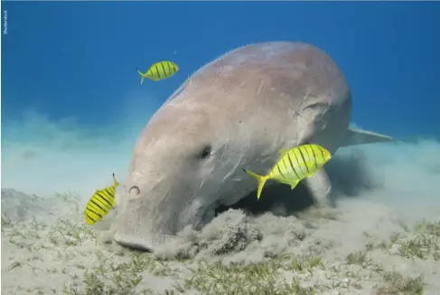  ?? ?? Dugong meal time, with juvenile pilot jacks at Abu Dabbab