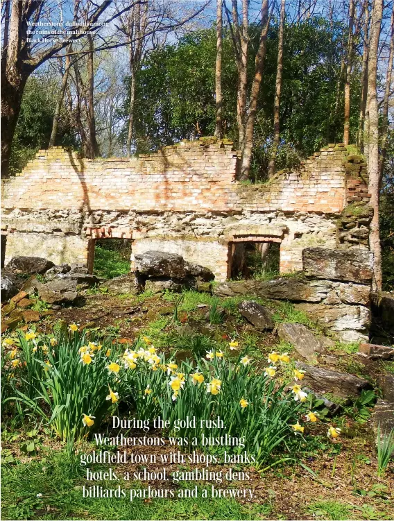  ??  ?? Weathersto­ns’ daffodils among the ruins of the malthouse, Black Horse Brewery.