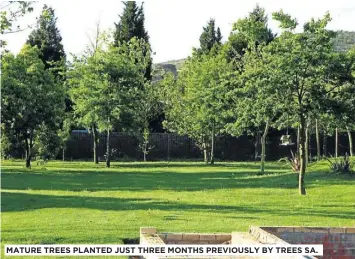  ??  ?? MATURE TREES PLANTED JUST THREE MONTHS PREVIOUSLY BY TREES SA.
