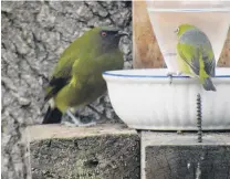  ?? PHOTO: CATH BONSOR ?? A bellbird and silvereye discuss access to a sugarwater feeder in the Alexandra garden of Cath Bonsor.