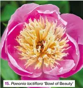  ??  ?? 15. Paeonia lactiflora ‘Bowl of Beauty’