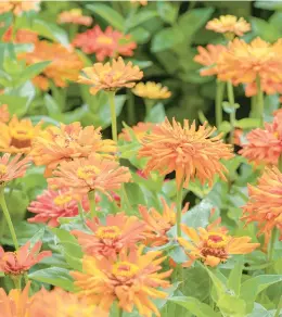  ?? SELECT SEEDS PHOTOS ?? Growing flowers from seed empowers gardeners to produce backup seedlings to swap in later. Seen here are zinnia elegans, above, and purple bell vine, left.