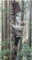  ??  ?? Biologist Robert Long adjusts a camera high in a tree in the Olympic National Forest.