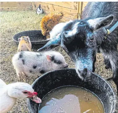  ??  ?? Eine kleine Farm entsteht, wenn man am Land wohnt und viel Platz für verschiede­ne Nutztiere hat